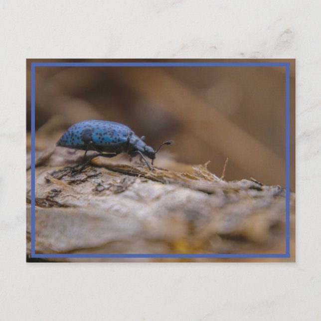 Sorry to BUG you ! Postcard (Front)