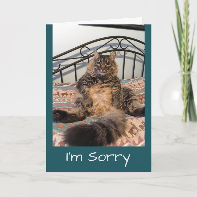 Sorry Too Cute Not To Forgive Kimber Cat Card (Front)