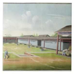 Sorting small leaves for drying (w/c on paper) ceramic tile