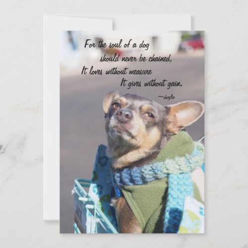 Soul of a Dog _ Chihuahua Holiday Card