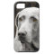 Soulful Eyes of the Weimaraner
