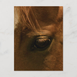 Soulful Horse Eye Postcard