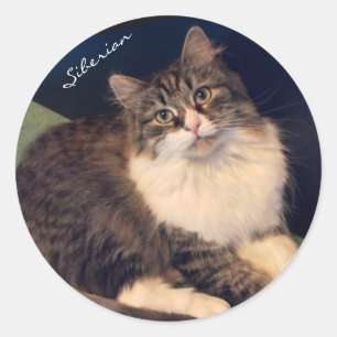Soulful Siberian Cat Stickers