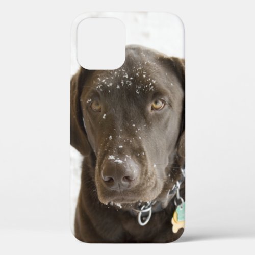 Soulful Snow Sprinkled Chocolate Labrador  Case_Ma iPhone 12 Case