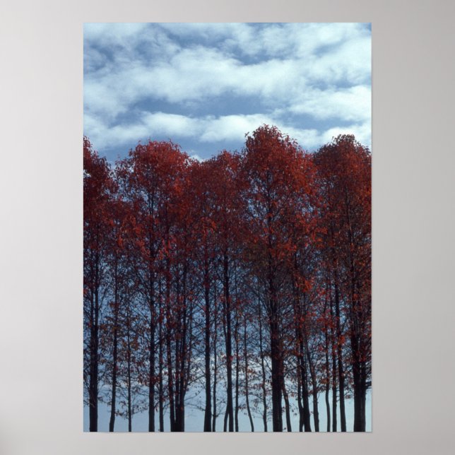 Sourwood Trees Picture Poster (Front)