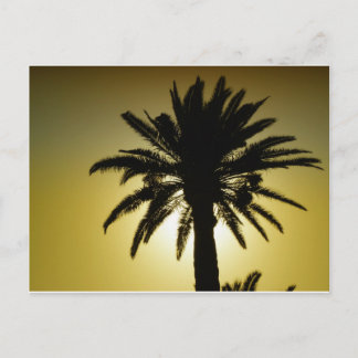 Sous les palmiers postcard