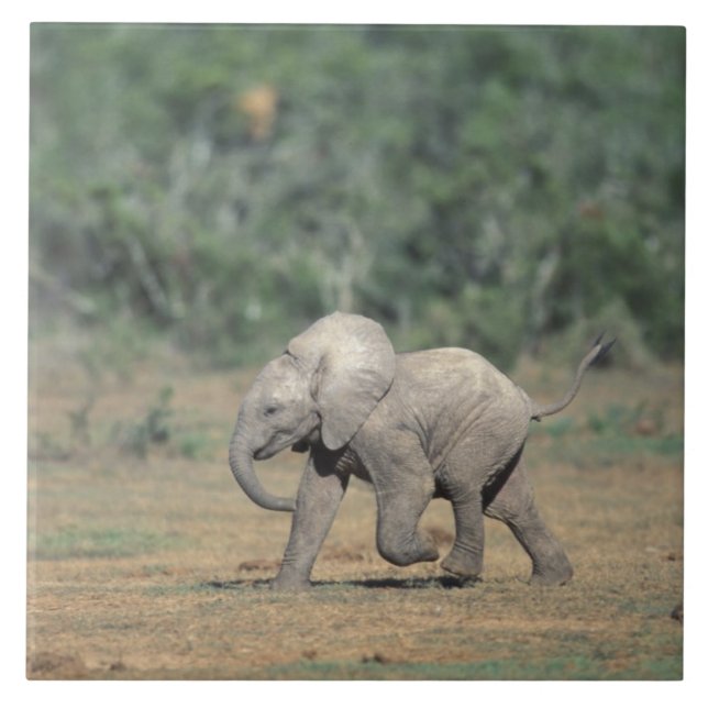 South Africa, Addo Elephant Nat'l Park. Baby Ceramic Tile (Front)