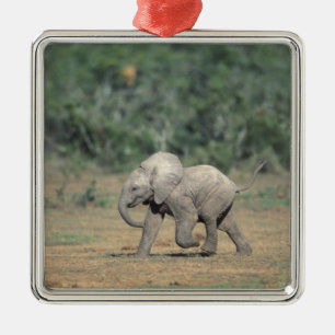 South Africa, Addo Elephant Nat'l Park. Baby Metal Ornament