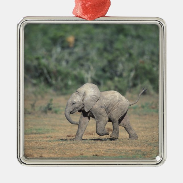 South Africa, Addo Elephant Nat'l Park. Baby Metal Ornament (Front)