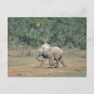 South Africa, Addo Elephant Nat'l Park. Baby Postcard