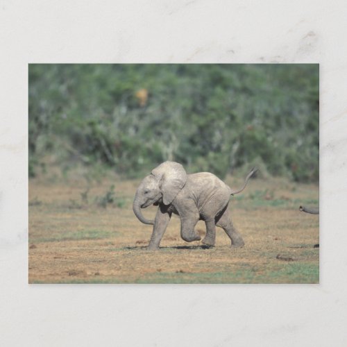 South Africa Addo Elephant Natl Park Baby Postcard