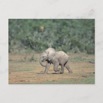 South Africa  Addo Elephant Nat'l Park. Baby Postcard by theworldofanimals at Zazzle