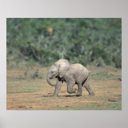 South Africa Addo Elephant Natl Park Baby Poster