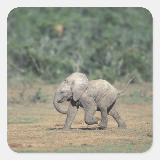 South Africa, Addo Elephant Nat'l Park. Baby Square Sticker (Front)