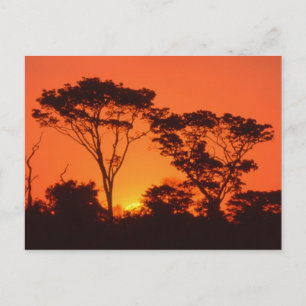 South Africa. African sunset. Postcard