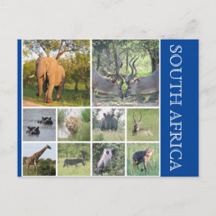south africa animals postcard