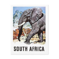 South Africa, big elephant,vintage travel postcard