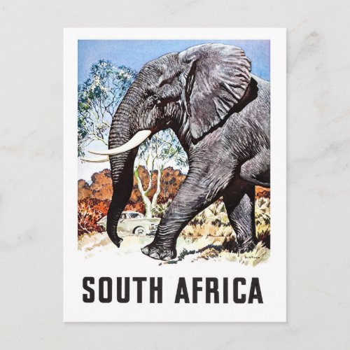 South Africa big elephantvintage travel postcard