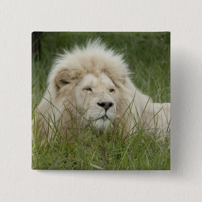 South Africa, East London, Inkwenkwezi Private Pinback Button (Front)