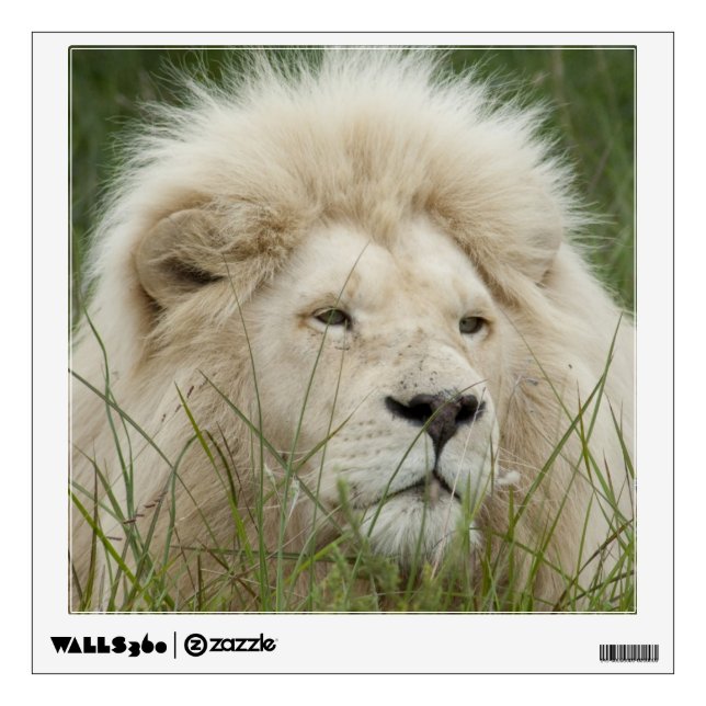 South Africa, East London, Inkwenkwezi Private Wall Decal (Front)