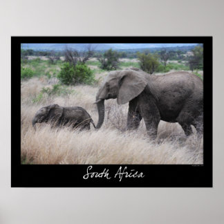 South Africa Elephants Poster