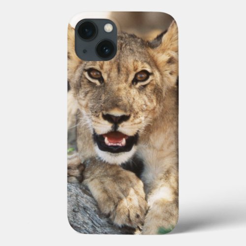 South Africa Kalahari Gemsbok National Park 4 iPhone 13 Case