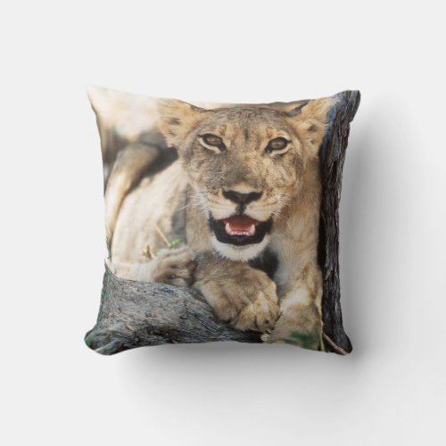 South Africa Kalahari Gemsbok National Park 4 Throw Pillow