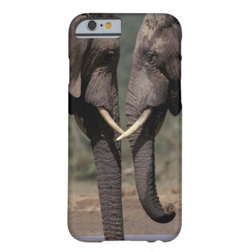 South Africa Kalahari_Gemsbok NP Gemsbok at Barely There iPhone 6 Case
