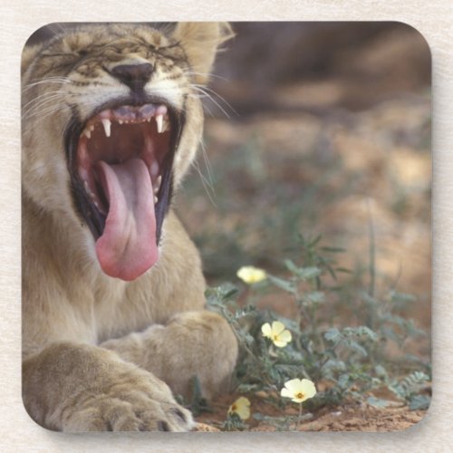 South Africa Kgalagadi Transfrontier Park Lion Beverage Coaster