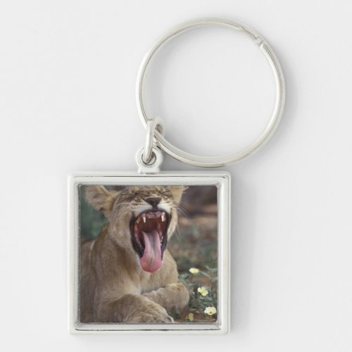 South Africa Kgalagadi Transfrontier Park Lion Keychain