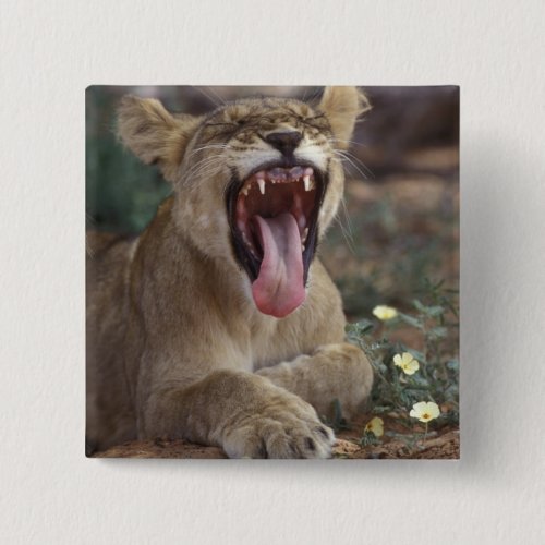 South Africa Kgalagadi Transfrontier Park Lion Pinback Button