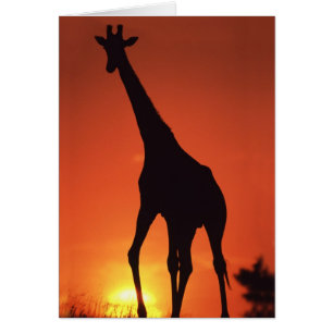 South Africa, Kruger NP.  Giraffe (Giraffa Cards