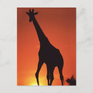 South Africa, Kruger NP.  Giraffe (Giraffa Postcard