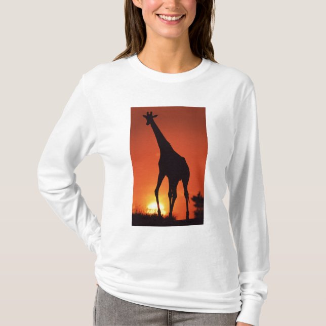 South Africa, Kruger NP.  Giraffe (Giraffa T-Shirt (Front)