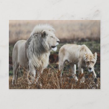 South Africa Lion As King Postcard by laureenr at Zazzle