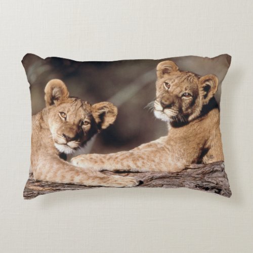 South Africa lion cubs Accent Pillow