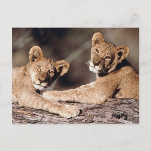 South Africa lion cubs Postcard
