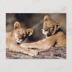 South Africa, lion cubs Postcard