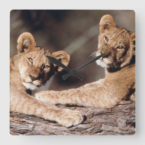 South Africa lion cubs Square Wall Clock