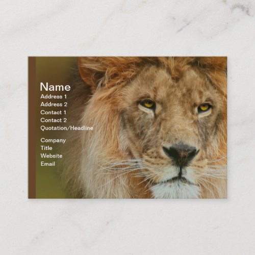 South Africa Majestic Lion Close up Business Card