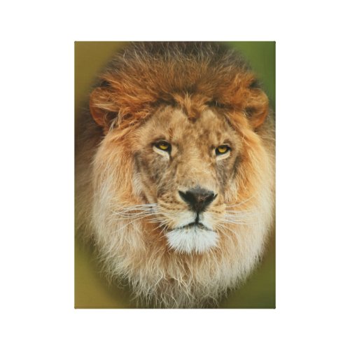 South Africa Majestic Lion Close up Canvas Print