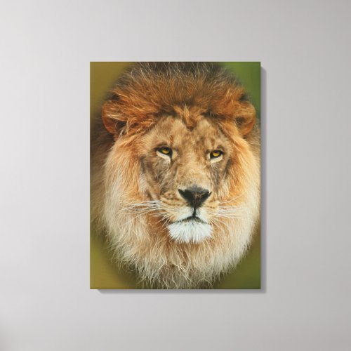 South Africa Majestic Lion Close up Canvas Print