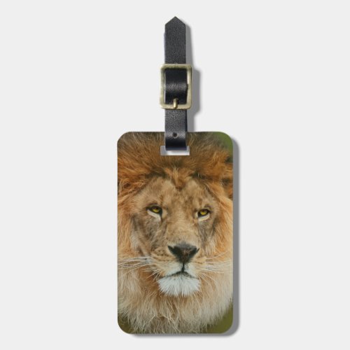 South Africa Majestic Lion Close up Luggage Tag