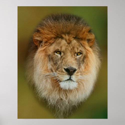 South Africa Majestic Lion Close up Poster