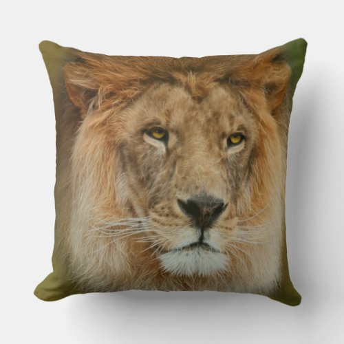 South Africa Majestic Lion Close up Throw Pillow