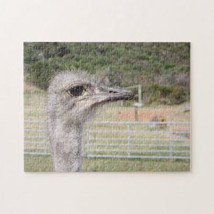 south Africa Ostrich Farm. Jigsaw Puzzle