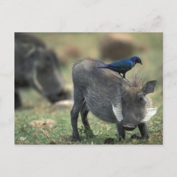 South Africa  Pilanesburg Gr  Warthog Postcard by theworldofanimals at Zazzle