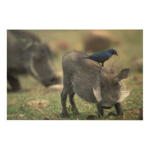 South Africa, Pilanesburg GR, Warthog Wood Wall Art