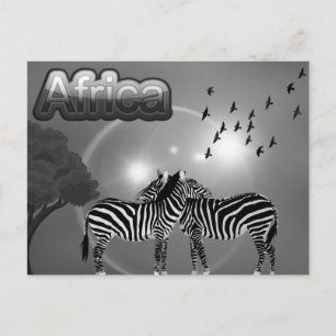 South Africa Vintage Zebra Travel Postcard