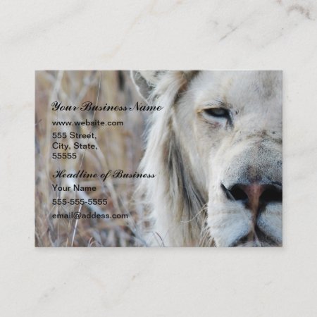 South Africa White Lion Resting Business Card